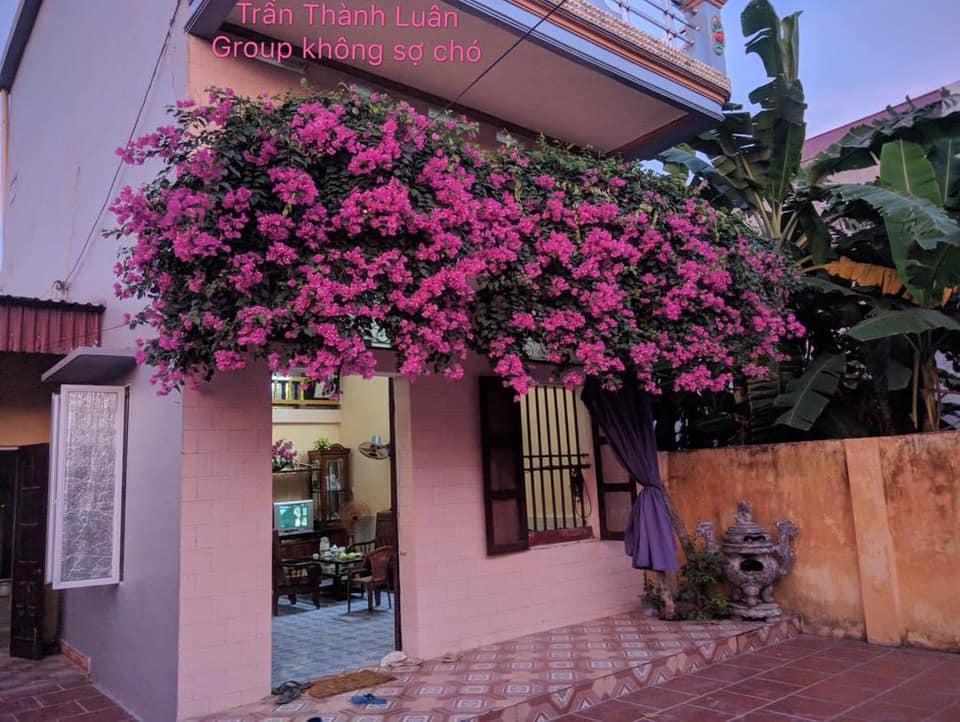 Ngẩn ngơ ngắm những ngôi nhà có giàn hoa tím đẹp mộng mơ-2