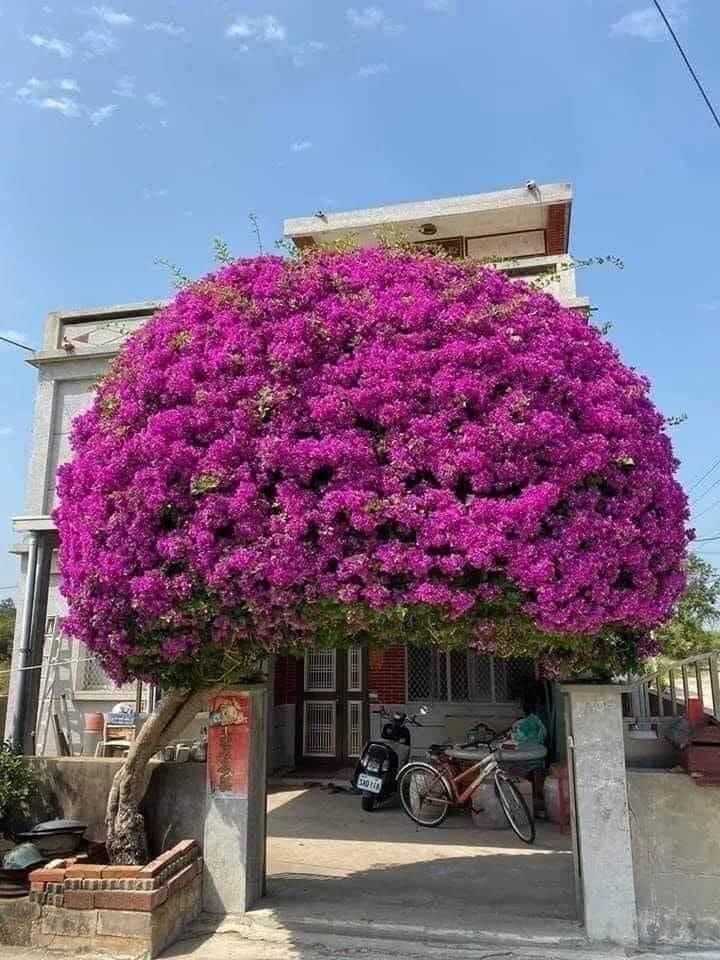 Ngẩn ngơ ngắm những ngôi nhà có giàn hoa tím đẹp mộng mơ-3