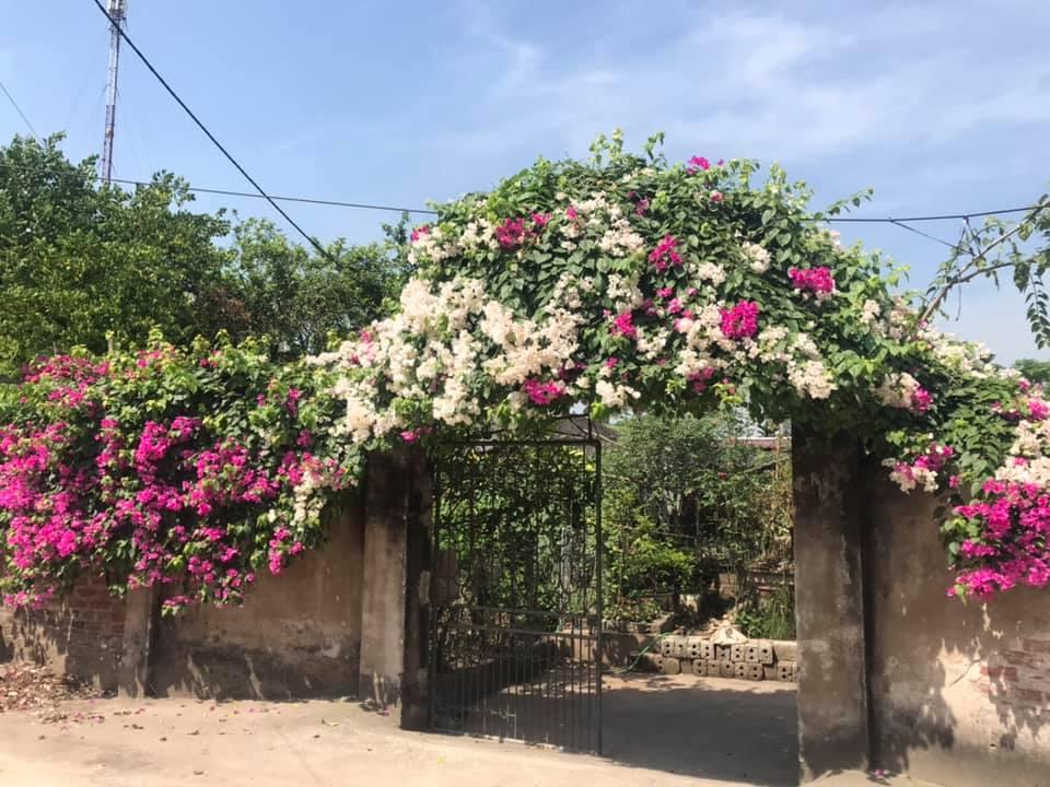 Ngẩn ngơ ngắm những ngôi nhà có giàn hoa tím đẹp mộng mơ-4