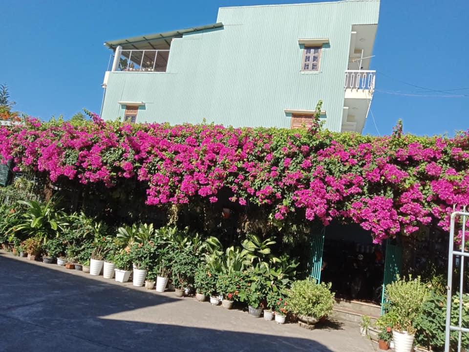 Ngẩn ngơ ngắm những ngôi nhà có giàn hoa tím đẹp mộng mơ-5