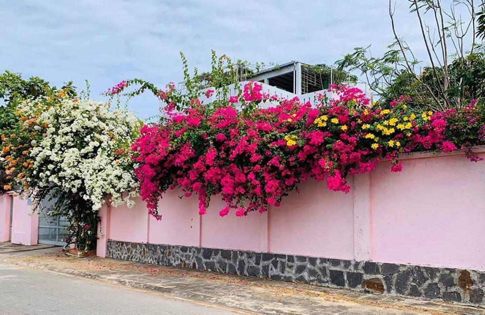 Ngẩn ngơ ngắm những ngôi nhà có giàn hoa tím đẹp mộng mơ-7