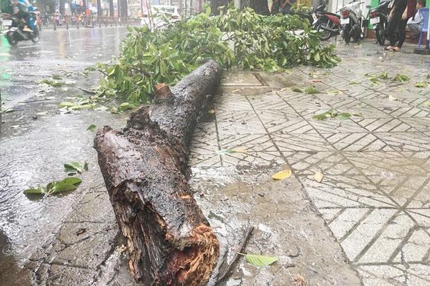 Nhiều cây xanh bật gốc, đè trúng người đi đường ở TP.HCM-1