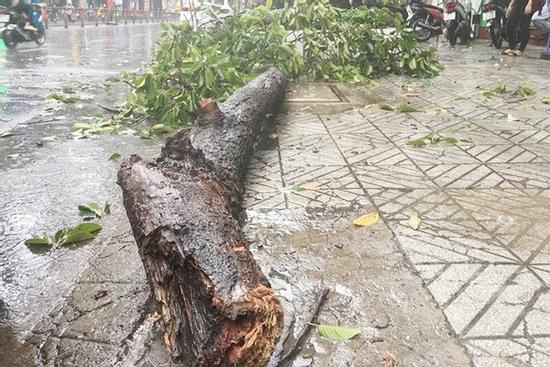 Nhiều cây xanh bật gốc, đè trúng người đi đường ở TP.HCM