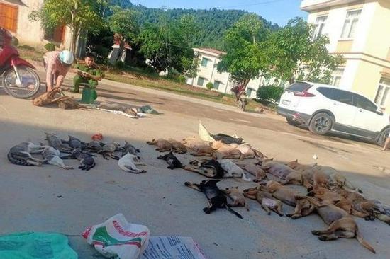 Bắt đôi nam nữ trộm 30 con chó, mèo trong đêm