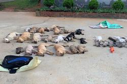 Cặp tình nhân dùng chất độc Xyanua trộm gần nửa tấn chó