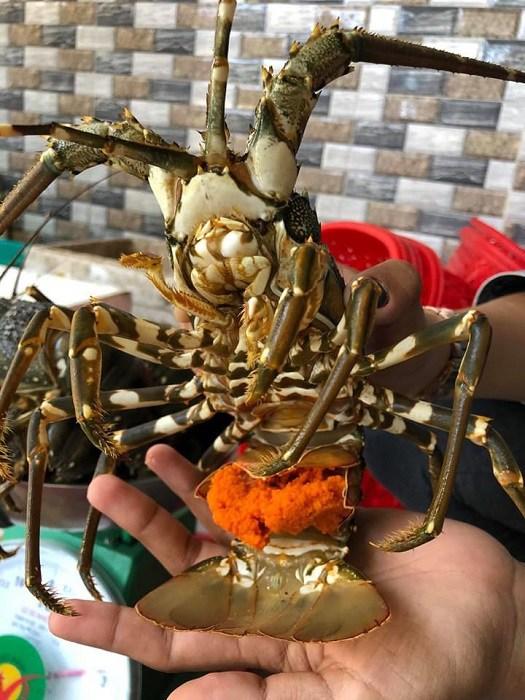 Tôm hùm ôm trứng giá siêu rẻ chỉ 450.000 đồng/kg đổ bộ Hà Nội: Nên mua không?-1