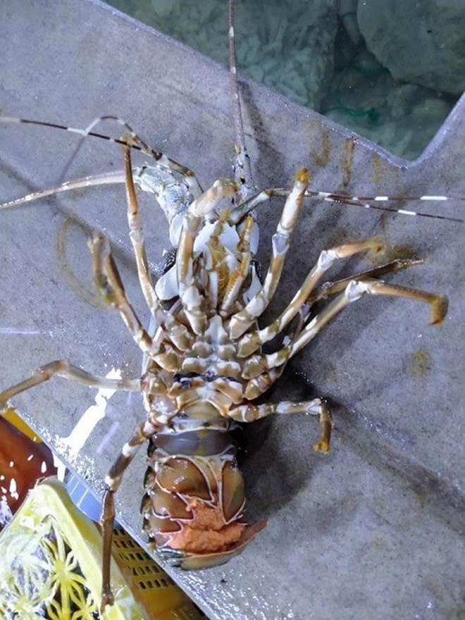 Tôm hùm ôm trứng giá siêu rẻ chỉ 450.000 đồng/kg đổ bộ Hà Nội: Nên mua không?-2