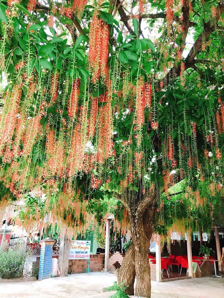 Dân mạng thi nhau khoe hoa lộc vừng rụng đỏ sân, đẹp như trong phim Hàn Quốc-1