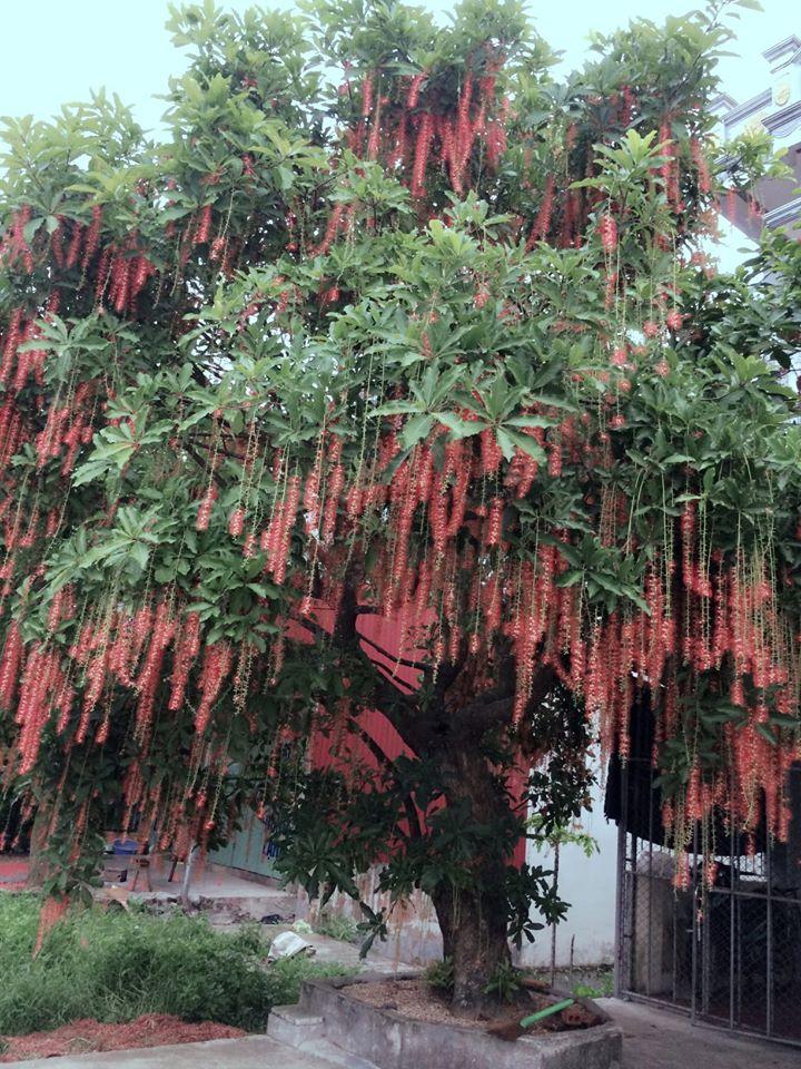 Dân mạng thi nhau khoe hoa lộc vừng rụng đỏ sân, đẹp như trong phim Hàn Quốc-3