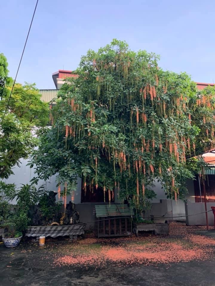 Dân mạng thi nhau khoe hoa lộc vừng rụng đỏ sân, đẹp như trong phim Hàn Quốc-4