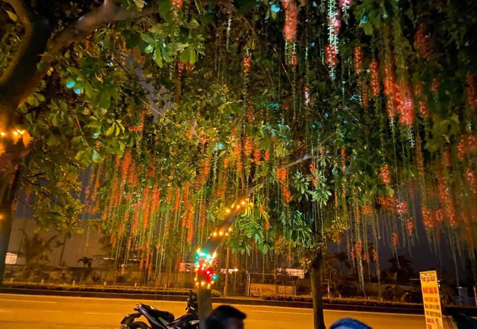 Dân mạng thi nhau khoe hoa lộc vừng rụng đỏ sân, đẹp như trong phim Hàn Quốc-5