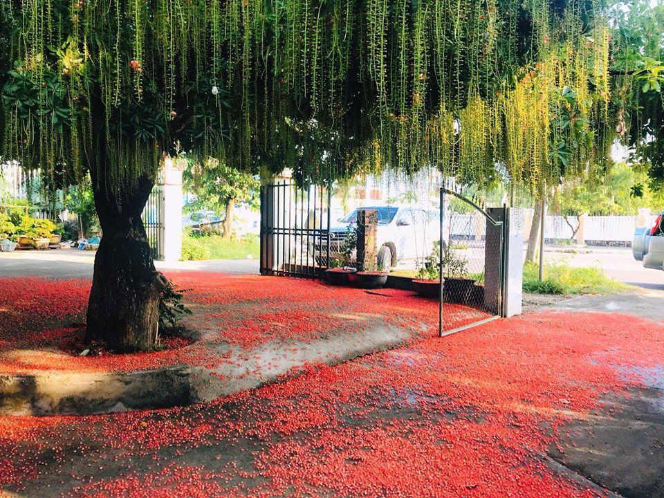 Dân mạng thi nhau khoe hoa lộc vừng rụng đỏ sân, đẹp như trong phim Hàn Quốc-6