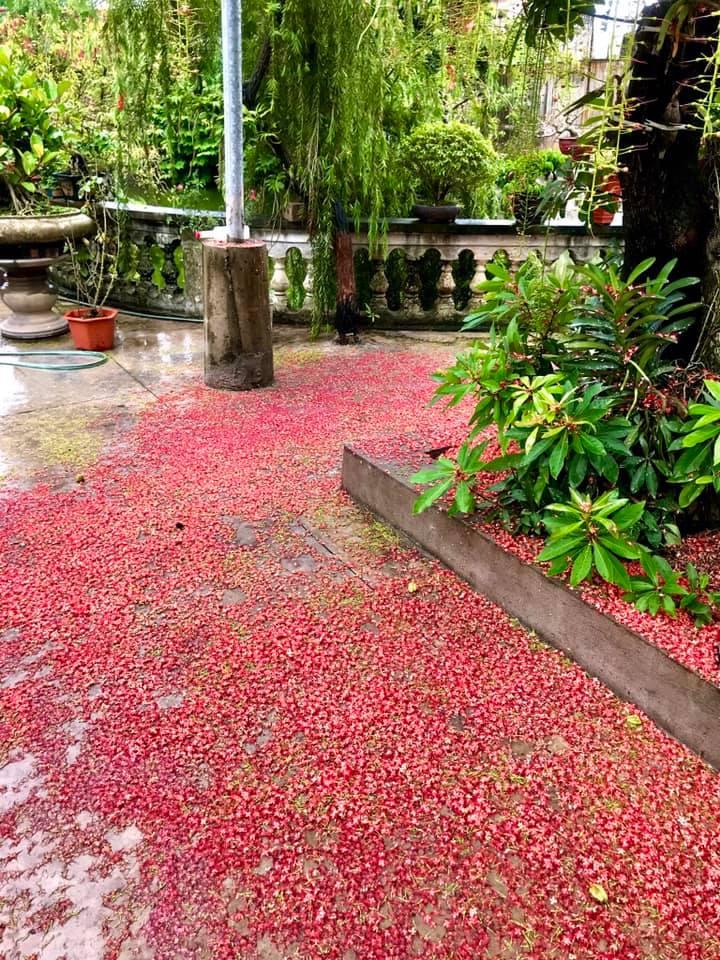 Dân mạng thi nhau khoe hoa lộc vừng rụng đỏ sân, đẹp như trong phim Hàn Quốc-7