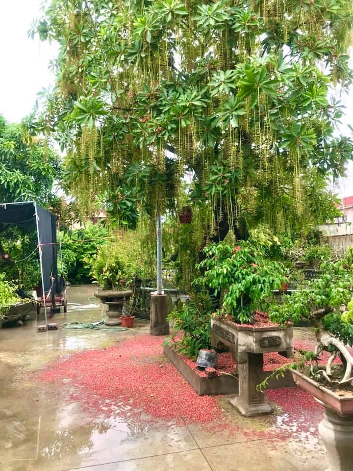 Dân mạng thi nhau khoe hoa lộc vừng rụng đỏ sân, đẹp như trong phim Hàn Quốc-8