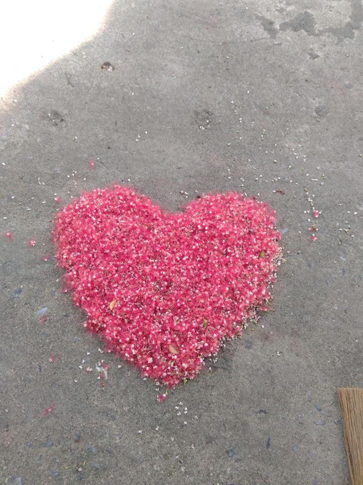 Dân mạng thi nhau khoe hoa lộc vừng rụng đỏ sân, đẹp như trong phim Hàn Quốc-9