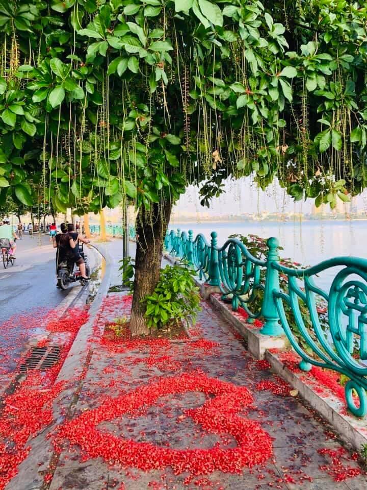 Dân mạng thi nhau khoe hoa lộc vừng rụng đỏ sân, đẹp như trong phim Hàn Quốc-10