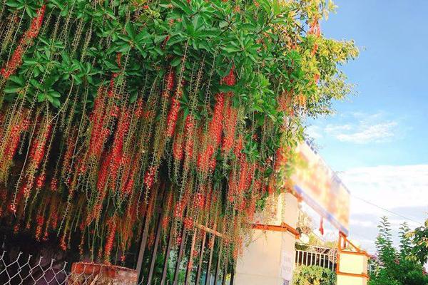 Con đường Hoa Mười Giờ tím lịm tìm sim giới trẻ thích mê ở Tiền Giang-12