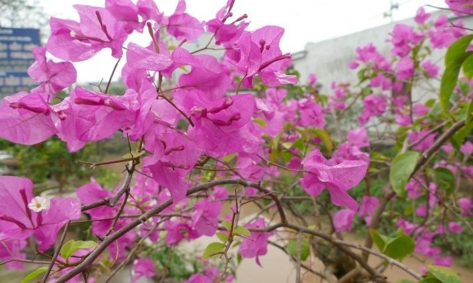 Tôi tức nghẹn khi chồng không cho thờ cúng bố mẹ vợ ở nhà-1