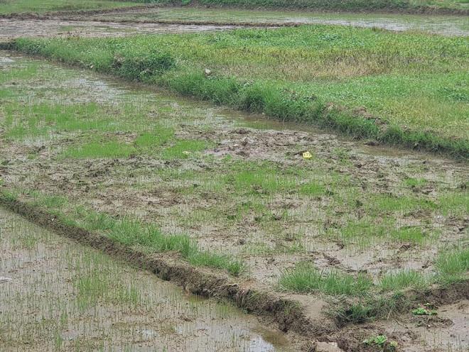 Thảm án ở Điện Biên: Hé lộ hoàn cảnh gia đình nạn nhân-1