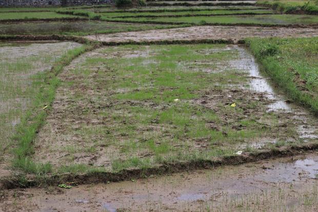 Hiện trường vụ trọng án tại Điện Biên khiến 3 người tử vong-3