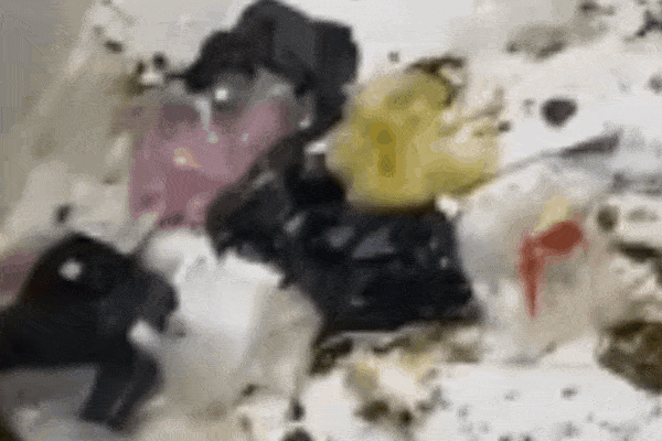 Kinh hãi phòng trọ như bãi rác, chó trèo cả lên giường: Nhà tao không phải chuồng lợn!-1