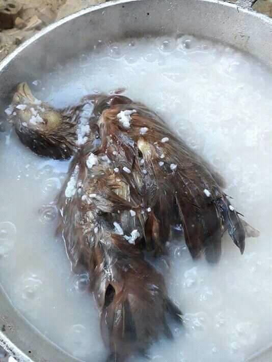 Nồi cháo gà mắc cạn làm dân mạng cười nghiêng ngả, không ăn cháo thì đành ăn cơm-4