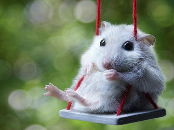 Top 3 con giáp luôn thích giả vờ như không biết chuyện gì đang xảy ra-1