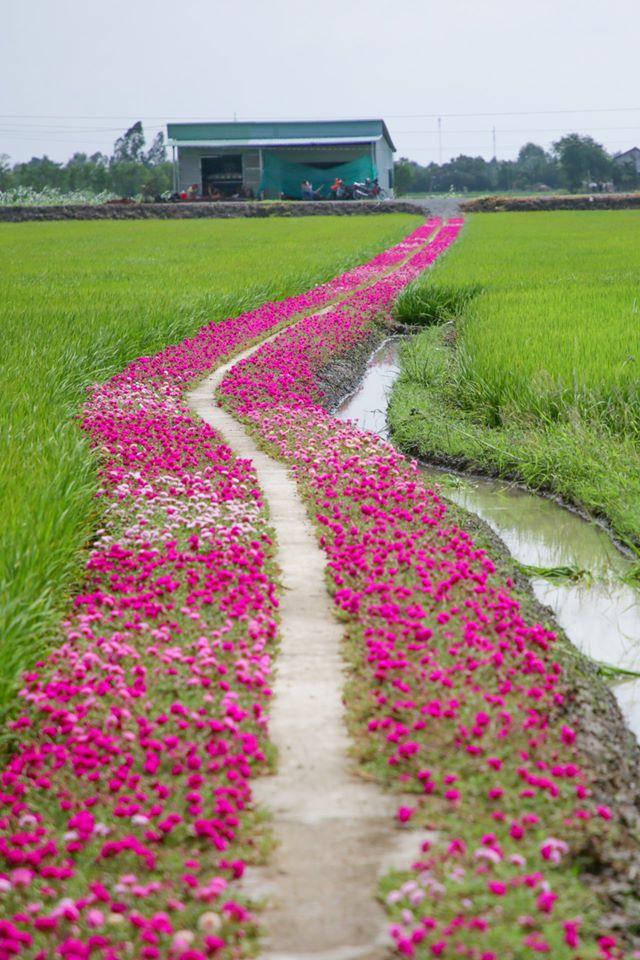 Con đường Hoa Mười Giờ tím lịm tìm sim giới trẻ thích mê ở Tiền Giang-1