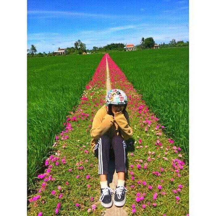 Con đường Hoa Mười Giờ tím lịm tìm sim giới trẻ thích mê ở Tiền Giang-4