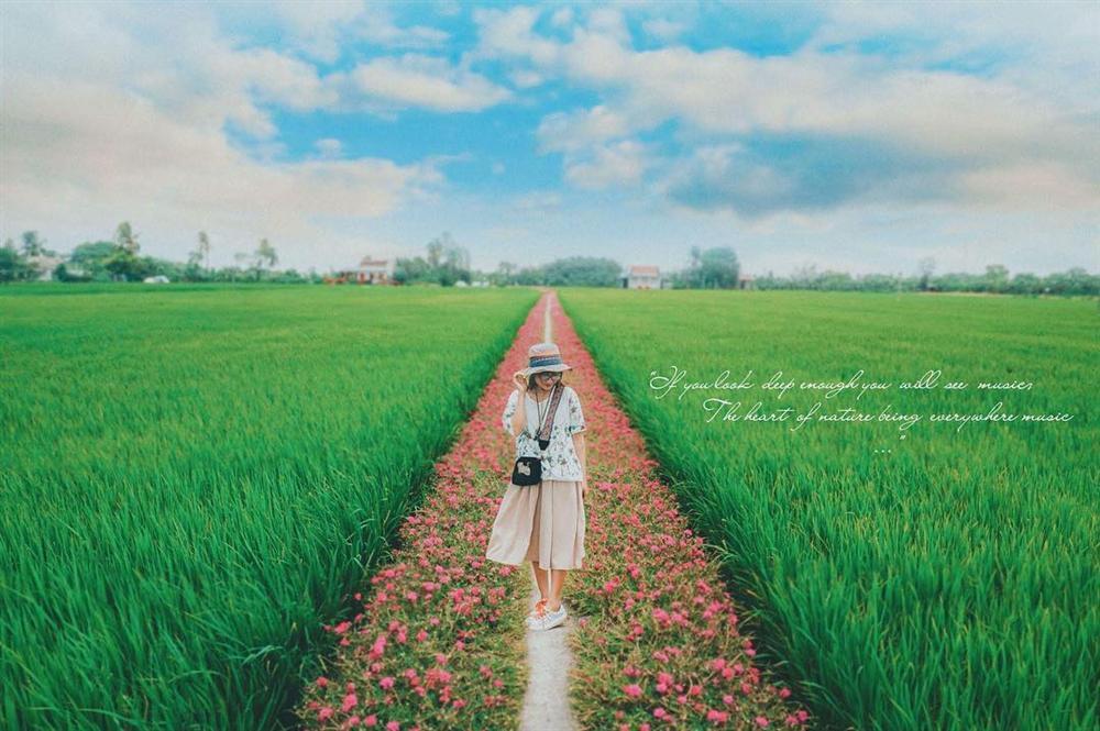 Con đường Hoa Mười Giờ tím lịm tìm sim giới trẻ thích mê ở Tiền Giang-6