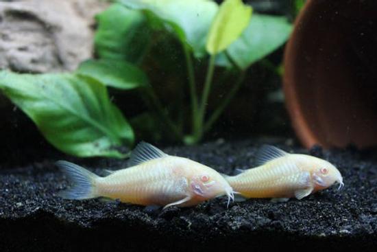 5 điều bí ẩn nhất tại Trung Quốc đến nay vẫn chưa có lời giải đáp