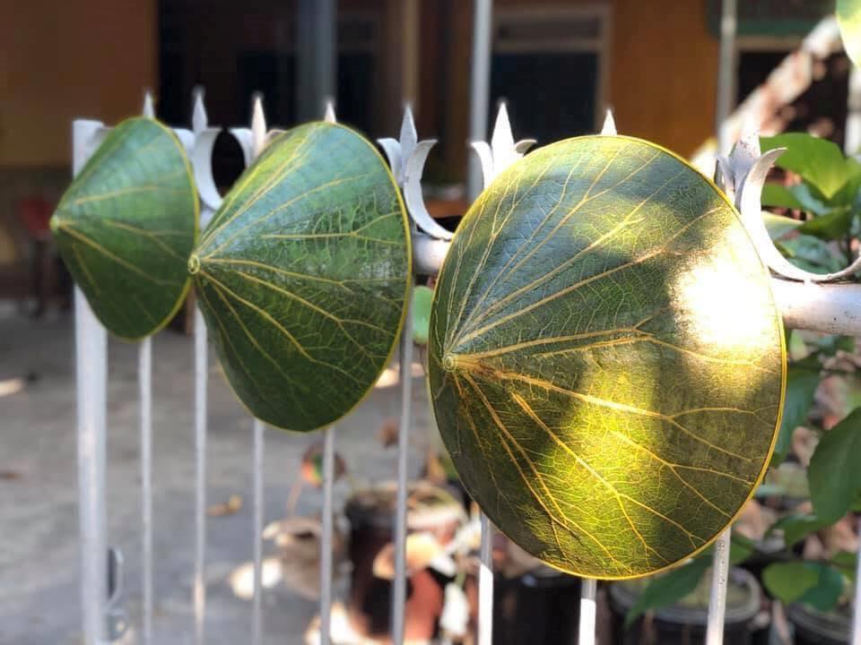 Mê mẩn nón lá sen và những biến tấu độc đáo không ngờ từ hoa sen-2