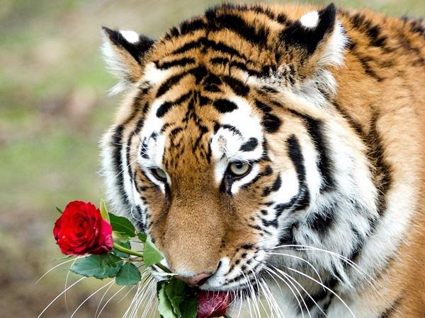 Top những con giáp nỗ lực để giảm thiểu thiếu sót của bản thân-1