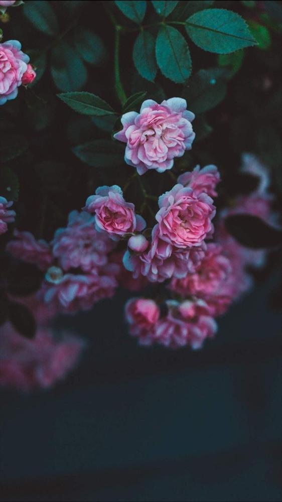 Tử vi thứ 7 ngày 27/6/2020 của 12 con giáp: Tý cần chăm chỉ hơn, Dần nhận lời khen của sếp-3