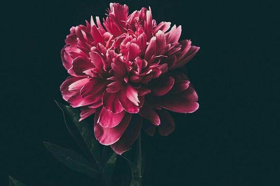 Tử vi thứ 7 ngày 27/6/2020 của 12 con giáp: Tý cần chăm chỉ hơn, Dần nhận lời khen của sếp