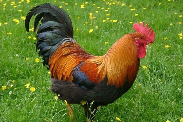 Top 3 con giáp dễ bị tổn thương trong tình cảm, yêu đơn phương không nhận được hồi đáp-3