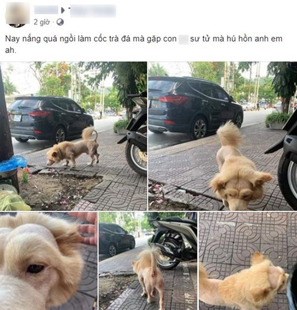 Thanh niên hú hồn chạm mặt chú sư tử lon ton dạo chơi trên vỉa hè, toan bỏ chạy nhưng nó lại vẫy đuôi làm quen thân thiện-1