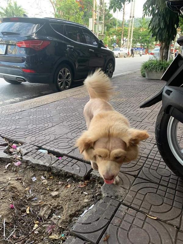 Thanh niên hú hồn chạm mặt chú sư tử lon ton dạo chơi trên vỉa hè, toan bỏ chạy nhưng nó lại vẫy đuôi làm quen thân thiện-3