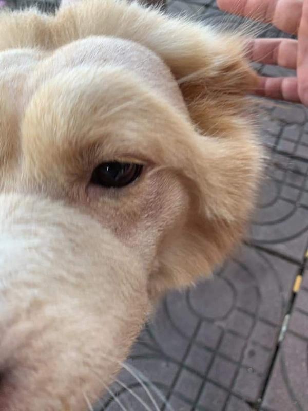 Thanh niên hú hồn chạm mặt chú sư tử lon ton dạo chơi trên vỉa hè, toan bỏ chạy nhưng nó lại vẫy đuôi làm quen thân thiện-4