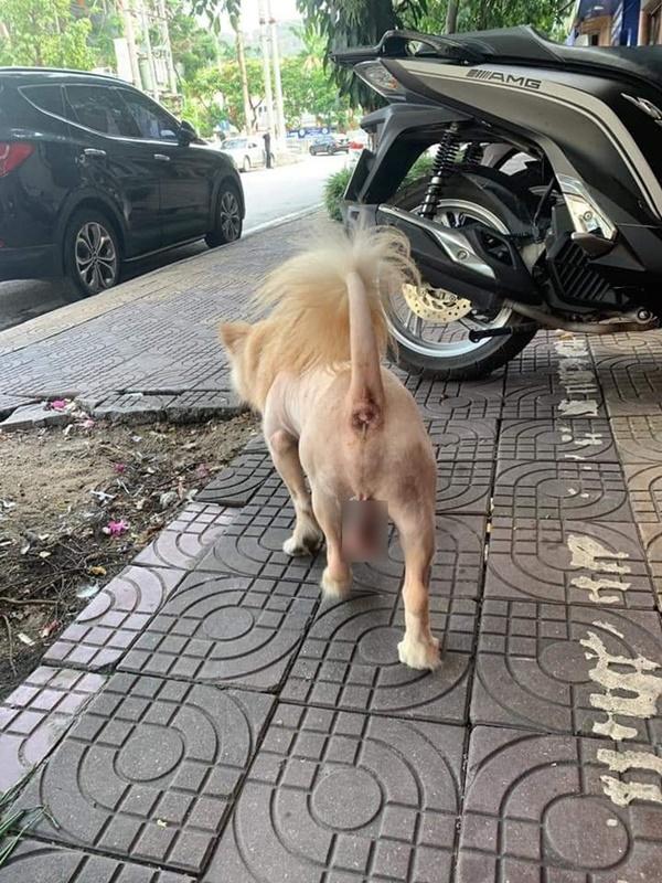 Thanh niên hú hồn chạm mặt chú sư tử lon ton dạo chơi trên vỉa hè, toan bỏ chạy nhưng nó lại vẫy đuôi làm quen thân thiện-5