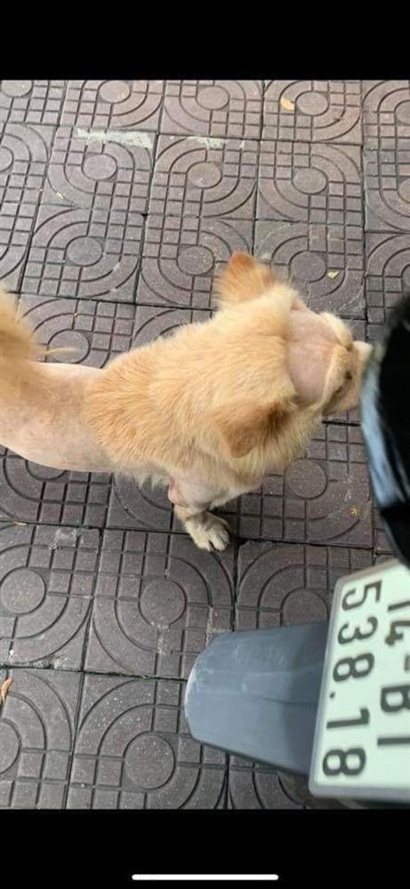 Thanh niên hú hồn chạm mặt chú sư tử lon ton dạo chơi trên vỉa hè, toan bỏ chạy nhưng nó lại vẫy đuôi làm quen thân thiện-6