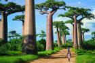 Đại lộ baobab nghìn năm tuổi tráng lệ nhất châu Phi