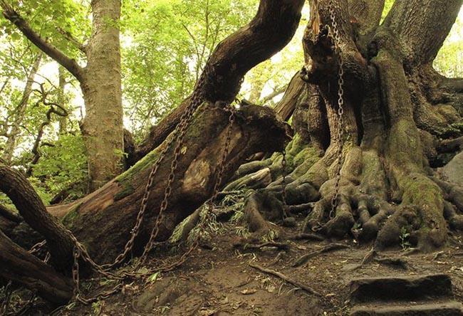 Truyền thuyết về những sợi xích kỳ lạ bao quanh cây sồi cổ thụ ở Anh-1