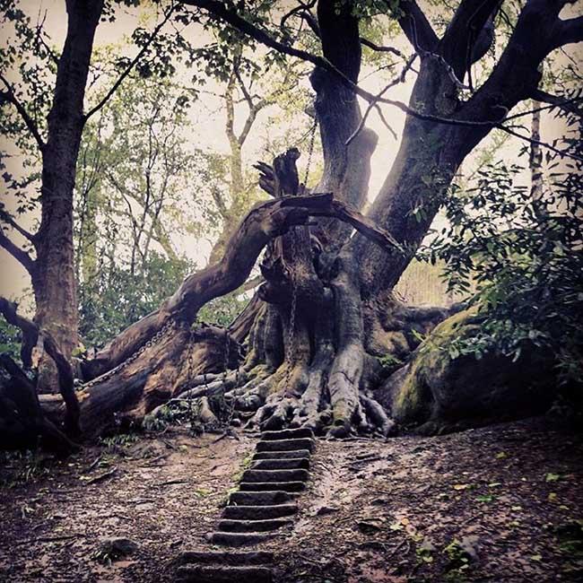 Truyền thuyết về những sợi xích kỳ lạ bao quanh cây sồi cổ thụ ở Anh-2