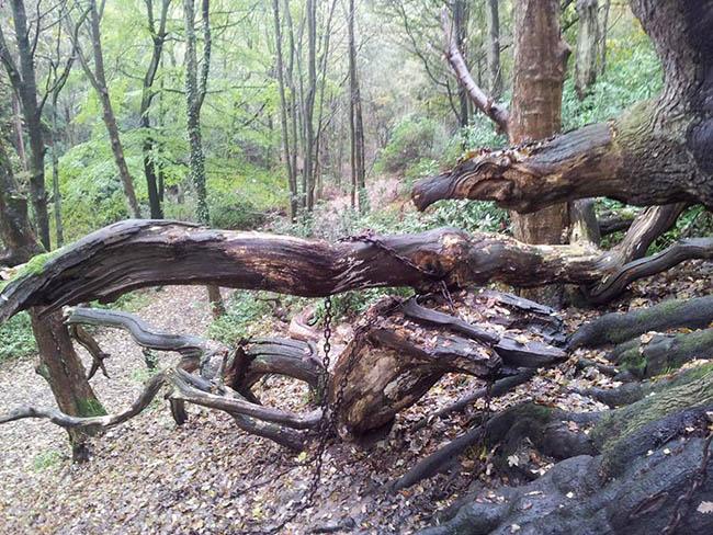 Truyền thuyết về những sợi xích kỳ lạ bao quanh cây sồi cổ thụ ở Anh-3
