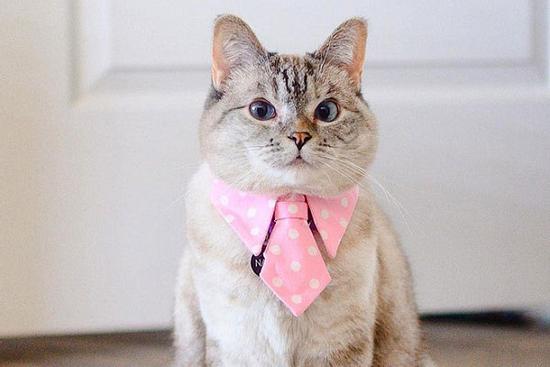 Một khi lòng tốt của những con giáp này bị chà đạp thì đừng nghĩ đến việc lấy lại được