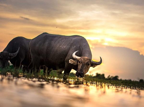 Một khi lòng tốt của những con giáp này bị chà đạp thì đừng nghĩ đến việc lấy lại được-1