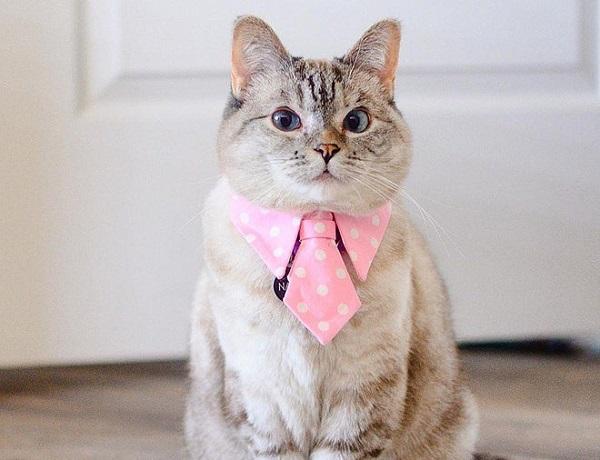 Một khi lòng tốt của những con giáp này bị chà đạp thì đừng nghĩ đến việc lấy lại được-2