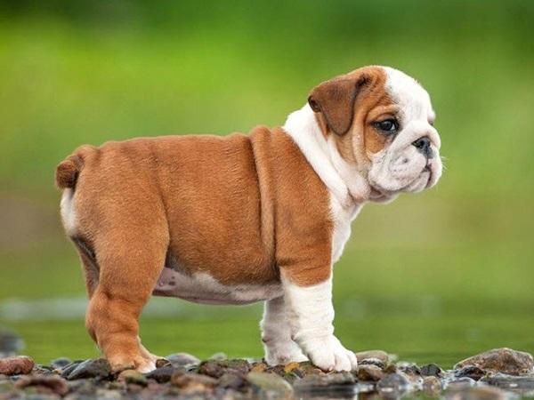 Một khi lòng tốt của những con giáp này bị chà đạp thì đừng nghĩ đến việc lấy lại được-3