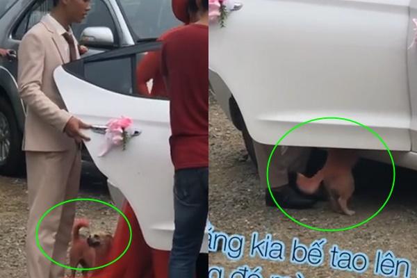 Không nhịn cười nổi với chú chó nửa hồn thương đau, chị em được dịp nhắc nhau tác hại việc thoa kem chống nắng không đều-4